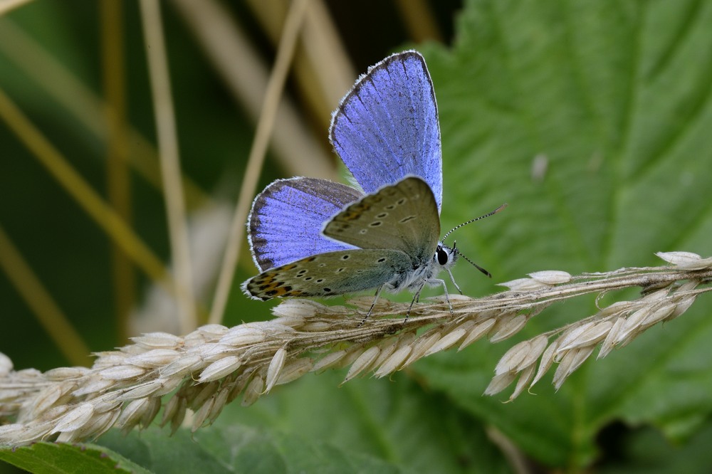 ID Farfalla - Plebejus sp.